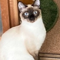 沖縄にいたときは『大部分が白かった猫』→東京に引っ越した結果…驚きのビフォーアフターが23万表示「凄い変化」「戻ったら白くなるのかなｗ」