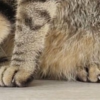 玄関チャイムに驚いた『キジトラ猫』→とっさに隠れた『場所』が…まさかの光景に５万いいね「頭隠して尻隠さずｗ」「一番安全ｗ」と話題
