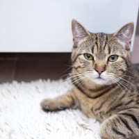 猫が飼い主の『お風呂』を覗きにくる心理3つ　水が苦手なのにどうして？注意が必要なことも