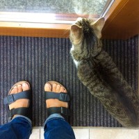 猫があなたの『足元をウロウロ』するときの理由5つ　伝えたいことがあるの？上手な応え方まで