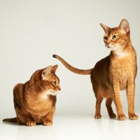 『鳴くことが少ない』とされている猫種4選　それぞれの性格や飼育のポイントをご紹介