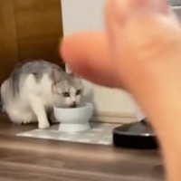 遠くで水を飲んでいる猫に『エアなでなで』してみた結果…198万再生された『尊すぎるリアクション』に「変な声出た」「すごい信頼関係」