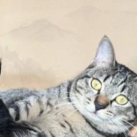 机の上でくつろぐ3匹の猫を見たら…まさかの『ウユニ塩湖』のような素敵な光景に「室内の絶景ｗ」「想像以上にウユニ塩湖ｗ」と41万表示