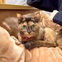 朝４時、ネコに起こされた結果→大変そうだけど癒される『平日のルーティーン』に「眠いけど幸せだよね」「マジでネコは４時起き」と共感の声