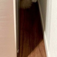 『いなくなった猫』を探していると、狭い隙間の中で…まさかの瞬間が可愛すぎると６万いいね「ジャストフィットｗ」「入り方が知りたいｗ」