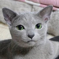 クッションにおててをついて『座っていた猫』…あまりにもカッコよすぎる『ポーズ』が話題「悩みあったら聞くよ」「ドヤ顔してるのもいい」