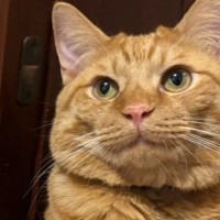 猫がボロボロに破いた『壁のカタチ』を見た結果…まさかの光景に驚きが隠せないと６万いいね「芸術センスありすぎ」「上手にできたねｗ」