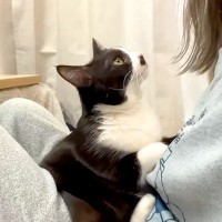 大好きなママとくっつきたい猫→無理やり体をねじこみ…想像以上に『愛されすぎている光景』に反響「幸せだね」「自分のママだと信じてそう」