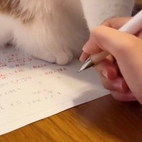 宿題をしようと手を動かしたら、ネコが……爆笑必至の『鉄壁のガード』が197万再生「先生ゆるしてくれる」「力強めで笑ったｗ」