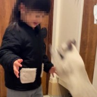 女の子に抱っこしてもらいたい猫→お兄ちゃんが駆けつけて…可愛すぎる『連携プレイ』が559万再生「優しくて素敵」「なんて平和な世界」