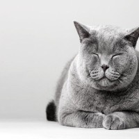 猫が『寝たふり』のような行動をとる理由4つ　考えられる心理や見分けるポイントまで