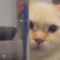 炭酸水が入っているペットボトル越しに『猫を見た』結果…衝撃的すぎる『顔の変化』に「吹いたｗｗ」「深海魚みたいｗ」と爆笑の声続出