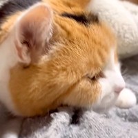 飼い主のベッドの上で、寝る直前の三毛猫→毛布をめくってあげると…羨ましすぎる『夜のひとコマ』に反響「まじかわいい」「一緒に寝たいなあ」