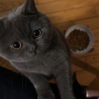 ごはんをなかなか食べない猫→お尻を触ってあげると…『まさかの行動』が可愛すぎると35万再生「甘えん坊さんなんだね」「表情がかわいい」