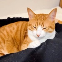 飼い主が寝ている間、４匹の猫はどう過ごしてる？→撮影してみたら…幸せあふれる光景が話題「可愛くてたまらない」「ヤキモチ焼きだからね」