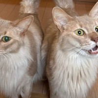 焼き肉を食べて帰ってきたら、『２匹の猫』が……かわいすぎる表情と『しっぽ』に２万いいね「間をくぐり抜けたい」「シンメトリーでよい」