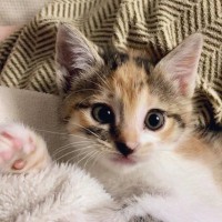 挨拶をするかのように『右側のおててをあげていた子猫』→成長した『現在の様子』を見ると…尊すぎる光景に１万いいね「昔も今もかわいい」