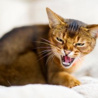 猫に嫌われてしまう『機嫌の取り方』3選　避けるべき理由から適切な方法まで