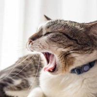 猫の『あくび』に隠されている3つの理由　眠いとは限らない？注意すべきケースまで