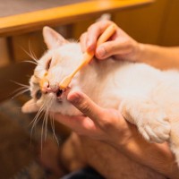 子猫のご飯、お風呂、留守番…『デビューのタイミング』5つ　注意すべきことまで解説