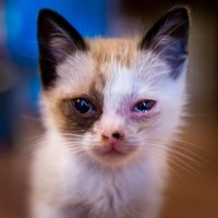 猫の目にあらわれる病気『チェリーアイ』の症状4つ　放置してはいけない理由から治療法まで