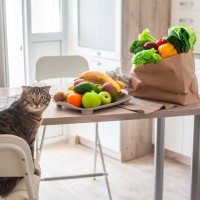 猫に与えない方がいい『消化しづらい食べ物』5選　消化不良が起きているサインや対処法まで