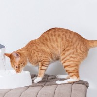 猫に飲ませてはいけない『水』の特徴4つ　危険な理由や飲んでしまったときの対処法