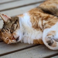 猫が『死ぬ直前』に姿を隠す3つの理由　お別れが近付いているサインや飼い主ができることも