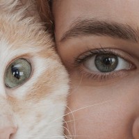 猫の『視覚』に関する知識5つ　視力や色の見え方や人との違いも解説
