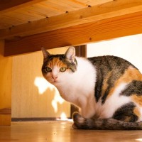 猫の『平均寿命』は品種で変わる？寿命に影響する要因や長生きの秘訣まで解説