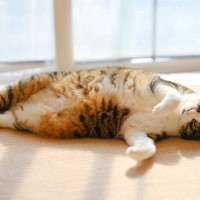 猫が幸せに過ごせる『理想の暮らし』の条件4つ　あなたの家は大丈夫？環境づくりのポイントも解説