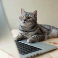 猫が『パソコン』の上に乗りたがる理由3つ　わざと邪魔しているの？対策方法もご紹介