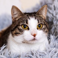 猫が『目をそらす』ときの心理3つ　隠されている意味や上手な接し方