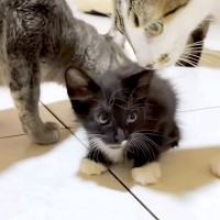保護子猫が６匹の先住猫と初対面→みんなで近寄ってきて…微笑ましい『はじめましてのご挨拶』に反響「優しい先輩」「大丈夫そうだね」