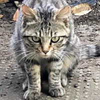 シュっとしていた『鋭い目つきのキジトラ猫』→保護された『現在』…見違えるビフォーアフターが69万表示「愛だね」「目つきが違う」