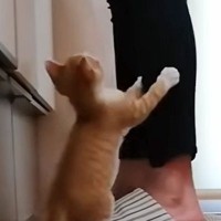 ずっとママのそばを離れなかった『赤ちゃん猫』→５年が経った『現在』は……まさかの光景に「可愛すぎて癒された」「いいなぁー」の声