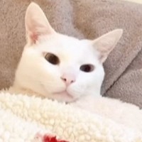 人間みたいな体勢で眠る白猫→布団をめくろうとしたら…可愛すぎる『リアクション』に反響「背中にチャックついてない？ｗ」「寒いもんねｗ」