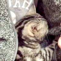 パパの洋服の中にいる猫→ジッパーを開けると…まるで赤ちゃん？悶絶級に『愛くるしい様子』が話題「ズルいわ」「バブちゃんになっちゃった」