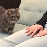 パパがお風呂から出てくると『手に負えないほど甘えん坊になる猫』→ママのときは…まさかの展開が可愛すぎると反響「面白いｗ」「幸せそう」