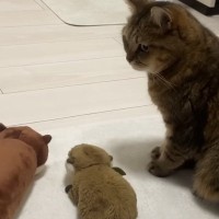猫のとなりに『カワウソのぬいぐるみを２つ』並べた結果…可愛すぎて笑ってしまう『まさかの展開』に反響「井戸端会議ｗ」「三兄弟ｗ」