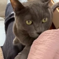 赤ちゃんを寝かしつけるママ→猫が足の上に乗ってきて…あまりにも『優しい行動』に「待っててすごい」「頭いいね」と称賛の声続出