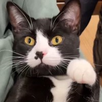 母と出会ってからまだ1か月も経っていないのに……元迷い猫が見せた『まさかの行動』が13万再生「10年も一緒にいるような態度」「笑った」