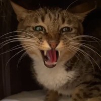人が近づくと激しく威嚇、『心を開かなかった保護猫』が……わずか数時間で激変した『驚きの方法』に反響「すごい変化」「急展開にもほどがあるｗ」
