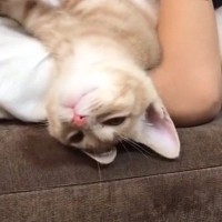 男の子にホールドされていた子猫→眠たくなってきて…幸せいっぱいな『尊すぎる光景』が33万再生「なんて幸せそう」「寝相が凄くて笑った」