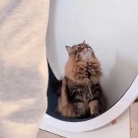 ルームランナーで歩き始めると、となりにいた『愛猫』が…まさかの行動が可愛すぎると３万いいね「真似してるのかなｗ」「なんて尊い」と話題