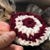 猫とお揃いの『ニット帽』を編んでみた結果…心温まる『素敵な光景』が31万再生「可愛くて天才」「幸せのおすそ分けをありがとう」