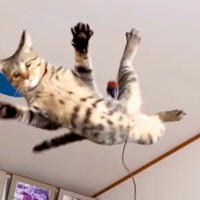 ねこじゃらしで遊ぶネコ→スローモーションで見てみると…運動神経が良すぎる『衝撃的な光景』が254万再生「さすが液体」「柔軟性がすごい」