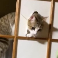 障子の枠に登った猫→飼い主さんの『目の前』で…想像以上に堂々とした『現行犯の光景』が56万再生「逮捕逮捕ｗｗ」「もう笑うしかないｗ」
