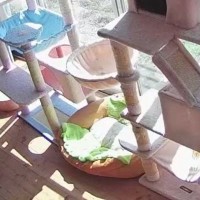 Amazonの配達員から連絡→何かと思ったら…ほっこりするやり取りと『窓際の光景』に１万いいね「すごい猫ｗ」「外から見たら楽しそう」