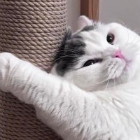 ポール型の爪とぎを猫にあげたら、『予想外の使い方』をして…可愛すぎる光景に「ボクのって感じが伝わってくる」「とらないよｗ」と反響